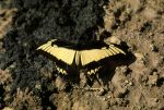 Schmetterling