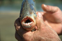 Piranha Piranha