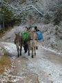 Transhumance Ursula