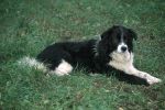 Transhumance Thomas